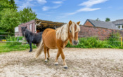 Bild - Gut Ding will Weide haben: Zweifamilienhaus mit Stallgebäude auf 4.722 m² Grundstück in Haren/Erika!